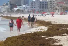 Holy Week 2026: Sargassum alert issued for beaches in the Mexican Caribbean; these areas are most affected