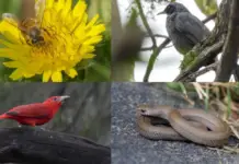 Mexico City’s Ministry of the Environment (Sedema) announces biodiversity monitoring in Mexico City; seeks to conserve spaces