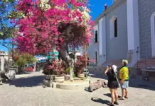 Mazatlán is establishing itself as a leading destination for cruise tourism at the national and international levels.