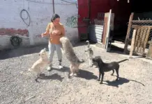 A rescuer in Durango is asking for support to maintain her animal shelter. Here’s how you can help.