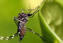 Baja California Sur has accumulated more than 700 cases of dengue fever and four deaths this season.