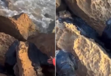 They show the arrival of tar on Tamaulipas beaches