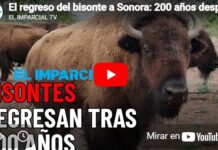 The bison’s return to Sonora: After 200 years, they reclaim their territory