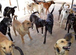 New law in Zacatecas protects stray animals