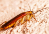 Cockroach season in Querétaro? Why are they increasing and how can you prevent them?