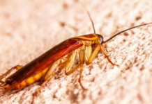Cockroach season in Querétaro? Why are they increasing and how can you prevent them?