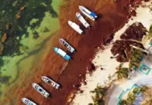 In Quintana Roo, the destination of millions of dollars earmarked for combating sargassum is being questioned.