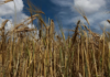 Cattle ranches in Hidalgo are preparing an agreement with breweries