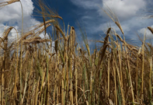 Cattle ranches in Hidalgo are preparing an agreement with breweries