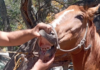 Six abused horses rescued in Chapala after citizen complaint