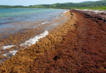 Sargazo sin freno: impacto ambiental y económico sacude Quintana Roo