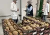 Yucatán exports its first shipment of mamey to the United Kingdom; producers open international market