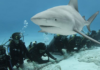App launched to protect sharks and turtles in Quintana Roo