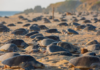 Michoacán, a destination where 3 species of sea turtle choose life
