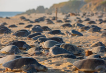 Michoacán, a destination where 3 species of sea turtle choose life
