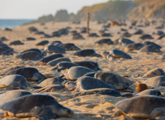 Michoacán, a destination where 3 species of sea turtle choose life