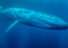 The presidential decree for the Port of Loreto seriously endangers the blue whale and the local economy