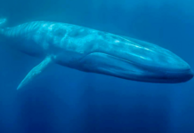 The presidential decree for the Port of Loreto seriously endangers the blue whale and the local economy