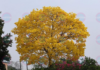 Yellow guayacan trees paint the Tabasco landscape gold.