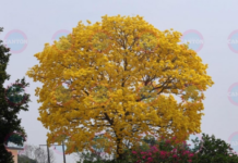 Yellow guayacan trees paint the Tabasco landscape gold.
