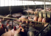Mega pig farm in Yucatán closes permanently after environmental sanction