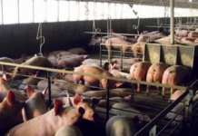 Mega pig farm in Yucatán closes permanently after environmental sanction