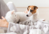 Pet ownership changes in Baja California Sur: a proposed reform will impact all pet owners