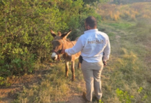 A donkey suffering from abuse was rescued in Michoacán; it is now under medical care.