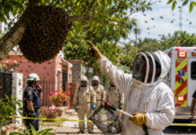 Bee attacks in Yucatán in 2026: deforestation and urban expansion are the main causes
