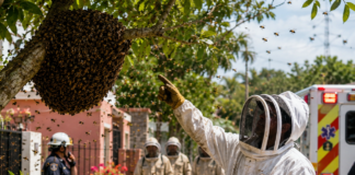 Bee attacks in Yucatán in 2026: deforestation and urban expansion are the main causes
