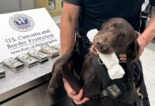 He tried to fly to Cancun with US$44,000 hidden in his pockets: a CBP dog detected him instantly