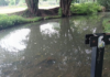 San Cristóbal’s Río Amarillo Faces Severe Pollution and Mosquito Proliferation