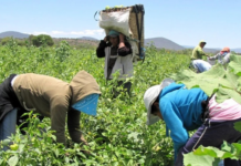 Measles Cases Linked to Farmworkers from Nayarit Detected in Zacatecas