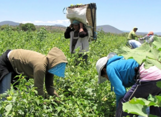 Measles Cases Linked to Farmworkers from Nayarit Detected in Zacatecas
