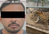 Nuevo León | Leader of a Northeast Cartel faction linked to fuel theft is captured; 7 tigers are being protected