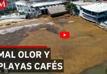 Tourists leave Playa del Carmen due to sargassum invasion and bad smell