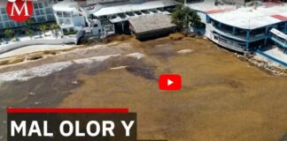 Tourists leave Playa del Carmen due to sargassum invasion and bad smell