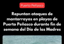 Authorities in Puerto Peñasco warned beachgoers after a significant increase in stingray attacks was recorded over the weekend.
