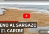 The Navy Launches Massive Operation Against Sargassum in Playa del Carmen and the Coasts of Quintana Roo
