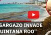 Sargassum Hits Tourism in Quintana Roo