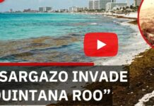 Sargassum Hits Tourism in Quintana Roo