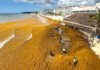 Sargassum and the machinery used to produce it are what damage beaches