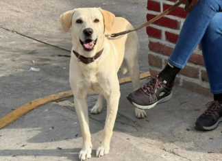 Do you have a dog or cat? Pay attention because free sterilization clinics are coming to Aguascalientes on May 12th and 13th.