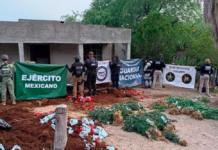 Police raid clandestine greenhouse in Cucurpe, Sonora; seize more than 800 marijuana plants