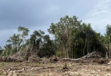 Amidst the real estate boom and farm pollution, Yucatán promotes a new model of environmental conservation.