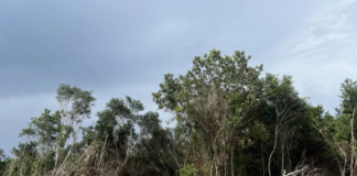 Amidst the real estate boom and farm pollution, Yucatán promotes a new model of environmental conservation.