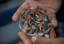 First Case of Screwworm in Humans in Mexico City