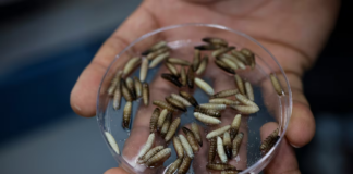 First Case of Screwworm in Humans in Mexico City