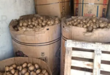 The Attorney General’s Office seizes a ton of methamphetamine hidden among jicama in Durango