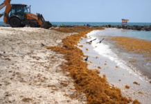 Red alert in Quintana Roo due to sargassum; 65 beaches affected